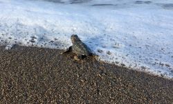 İtalya'dan Gelen Caretta Caretta Muğla'da Yavruladı