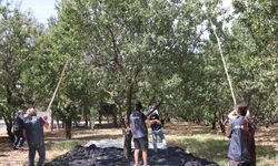 Orman arazisi, yabancı gönüllüleri kaynaştırıp ihtiyaç sahiplerine gelir kapısı oldu