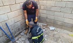 Bozova'da Fosseptik Çukuruna Düşen Kedi Kurtarıldı
