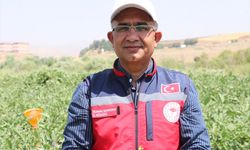 Siirt'te çiftçiler devletin fide desteğiyle tarımsal üretime katkı sunuyor