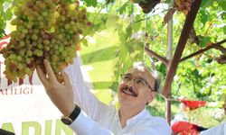 Siirt'te tayfi üzümü hasadı yapıldı