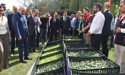Şırnak'ta çiftçilere 152 bin 784 kışlık sebze fidesi dağıtıldı