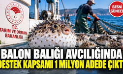 Balon balığı avcılığında destek kapsamı 1 milyon adede çıktı