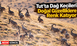Tut’un Dağlarında Koruma Altındaki Keçiler Görüntülendi