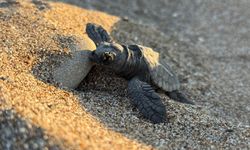 Antalya Sahillerinden 200 Bin Caretta Yavrusu Denize Ulaştı