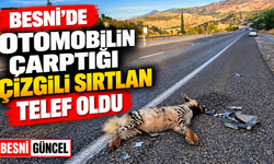 Besni’de Otomobilin Çarptığı Çizgili Sırtlan Telef Oldu