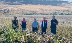 Cizre'de Pamuk Hasadı Başladı: Denetimler Yapılıyor