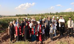 Diyarbakır'da Bağcılık Eğitimleri Devam Ediyor