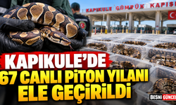 Kapıkule’de 67 Canlı Piton Yılanı Ele Geçirildi