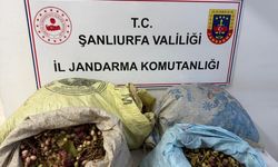 Şanlıurfa'da Fıstık Çaldığı İddiasıyla 4 Şüpheli Yakalandı
