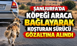 Köpeği Araca Bağlayarak Koşturan Sürücü Gözaltında
