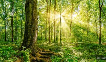 Orman Varlığımız 22 Milyon Hektarı Geçti