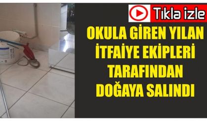 Okula Giren Yılan İtfaiye Ekipleri Tarafından Doğaya Salındı