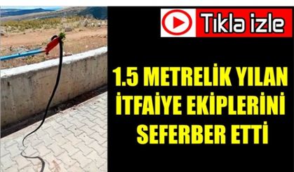 1.5 Metrelik Yılan İtfaiye Ekiplerini Seferber Etti