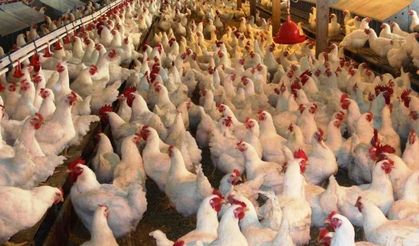 Tavuk eti üretimi ve tavuk yumurtası üretimi arttı