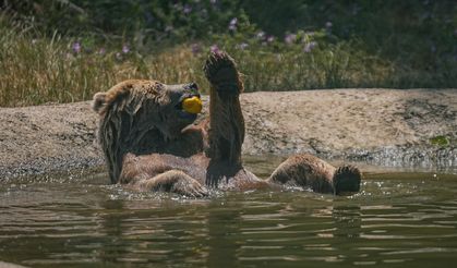 "Ayı barınağında sıcak havalarda özel gıda desteği"