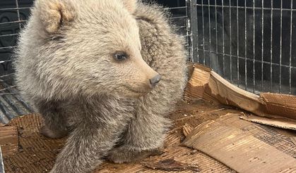 Bitkin bulunan ayı yavrusu koruma altına alındı