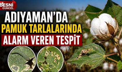 Pamuk Üreticilerine Kritik Uyarı: Zararlı Yoğunluğu Arttı