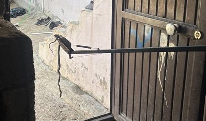 Besni İtfaiyesi Yılanı Doğaya Bıraktı – VİDEOLU HABER