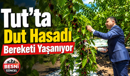 Tut'ta Dut Hasadı Bereketi Yaşanıyor