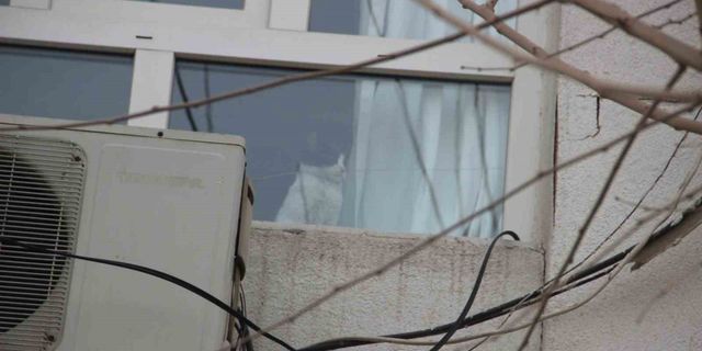 Hasarlı binada mahsur kalan kedi itfaiyeyi harekete geçirdi