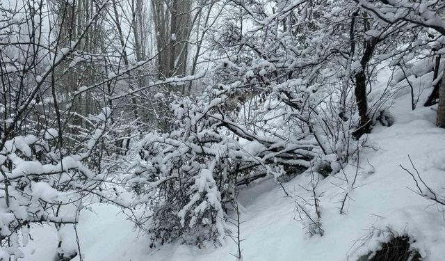 Ağaç dalları kar ağırlığına dayanamadı