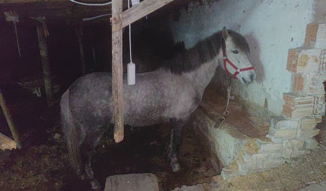 At kesimi yapıldığı iddia edilen adrese baskın yapıldı