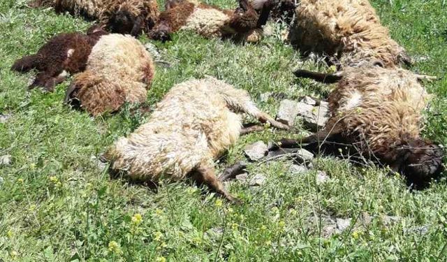Sason'da 1 kurt 10 koyunu Telef etti