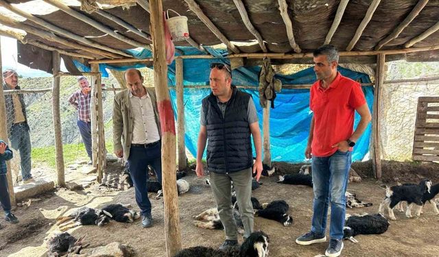 Diyarbakır Kulp’ta başıboş köpekler 45 oğlağı telef etti