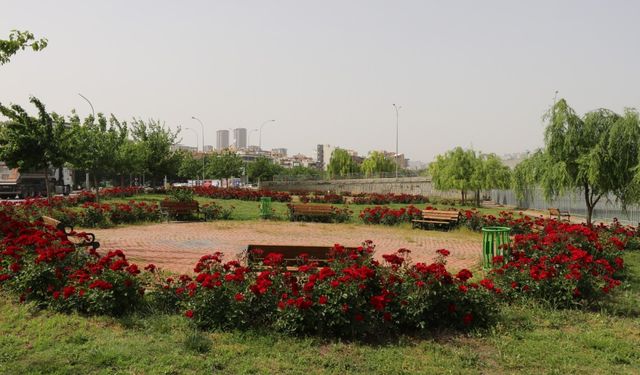 Şanlıurfa Belediyesi park ve bahçeleri yaza hazır hale getiriyor  - Videolu Haber