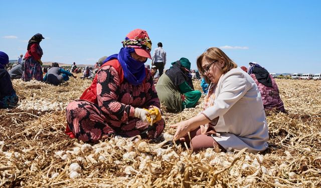 Fatma Şahin çiftçilerle birlikte sarımsak topladı