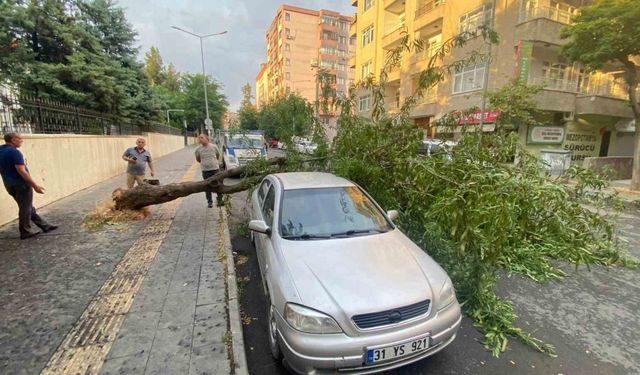 Dev ağaç otomobilin üstüne devrildi