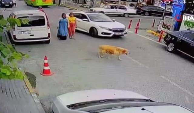 Yolun karşısına geçen köpeğe çarptı, arkasına bile bakmadı