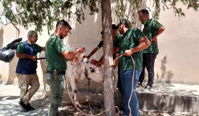 Kaçan 12 kurbanlık yakalanarak sahiplerine teslim edildi