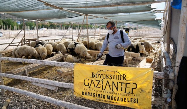 Gaziantep'te kurban pazarları ilaçlanıyor