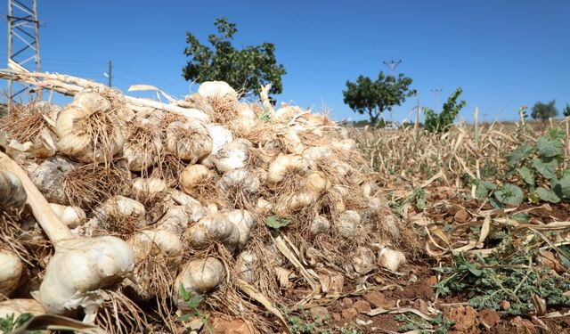 Tescilli sarımsağın hasadı yapıldı