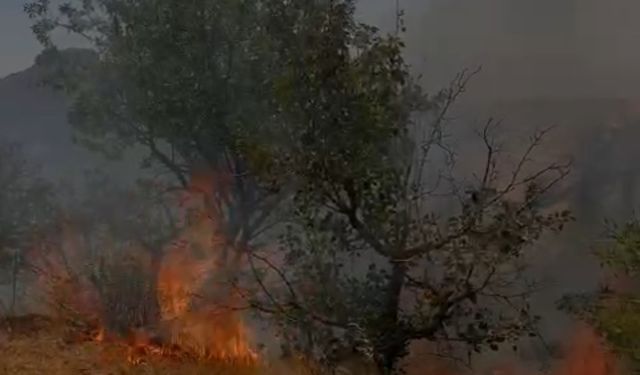 Ağaçlık alanda çıkan yangın söndürüldü