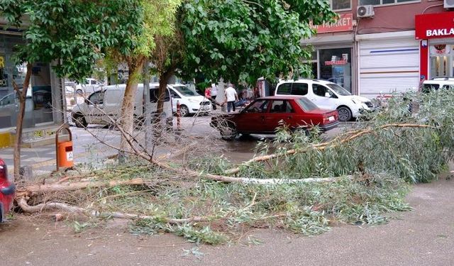 Şiddetli rüzgardan ağaç dalları kırılarak yola devrildi