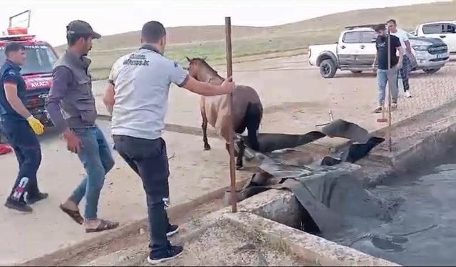 Sahipsiz at, atık petrol kuyusuna düştü