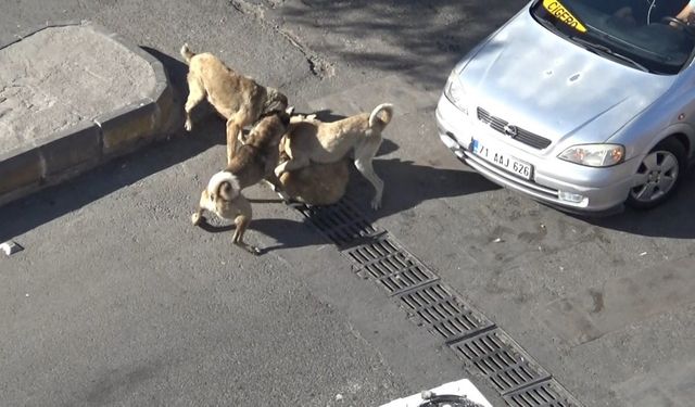 Başıboş köpeklerin kavgasını vatandaşlar ayırdı