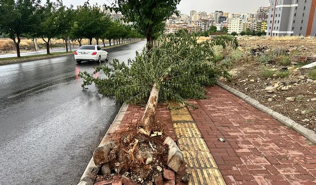 Şiddetli rüzgar ve yağmur bölgede etkili oldu