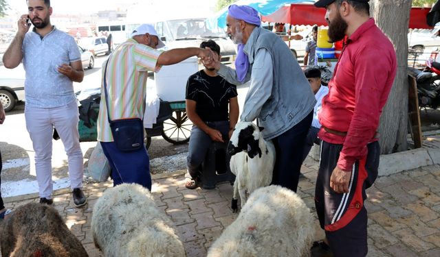 Şanlıurfa'daki hayvan pazarlarında hareketlilik sürüyor