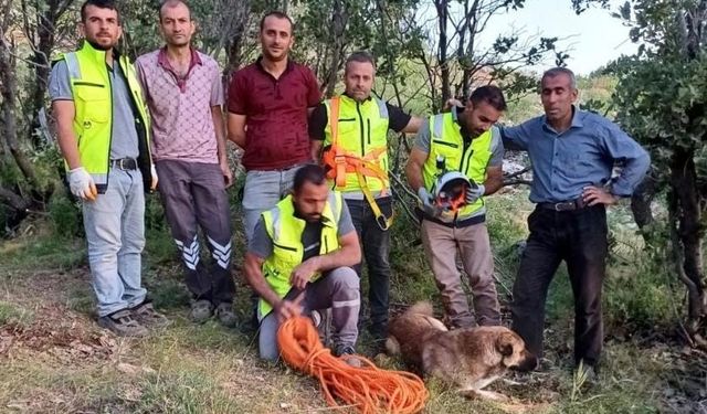 Kuyuya düşen çoban köpeği, ERKUT  tarafından kurtarıldı