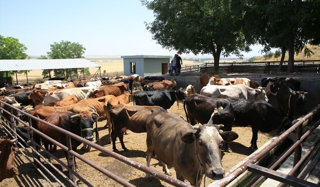 TDV, 720 kurbanın etini ihtiyaç sahiplerine ulaştıracak