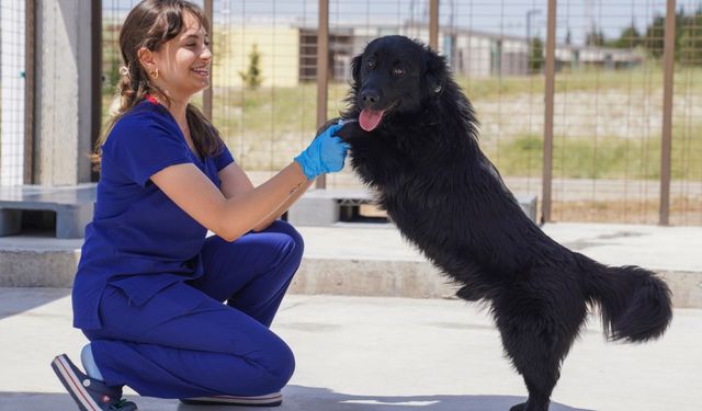 6 ay'da  barınaklardan 500 köpek sahiplendirildi