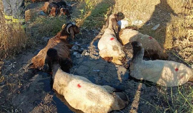 Adıyaman'da gölete batan küçükbaş hayvanlar itfaiye kurtardı