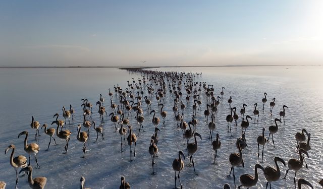 Tuz Gölü'nde yavru flamingolar kanat çırpmaya başladı