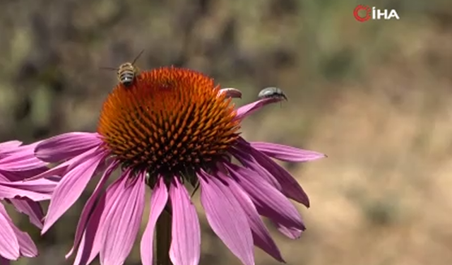 Bursa'daki tıbbi aromatik bahçede arı terapisi: Dinç Kalkmanın Sırrı!