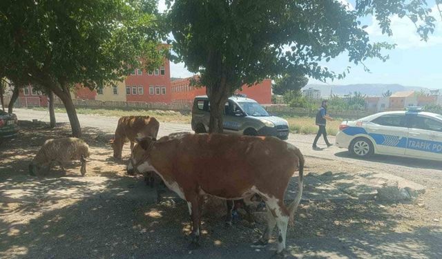 Başıboş hayvanların sahiplerine ceza kesildi