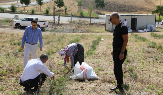 Deneme amaçlı ekilen lavantanın hasadı yapıldı